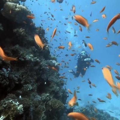 Plongée en mer Rouge avec un instructeur de Birds of Paradise – coraux et poissons colorés
