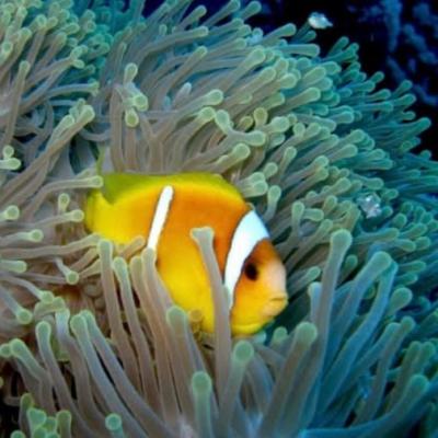Poisson clown coloré dans les récifs de la mer Rouge – plongée avec Birds of Paradise à Safaga