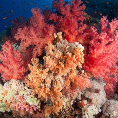 Cours Rescue padi en mer rouge Egypte avec Birds of Paradise