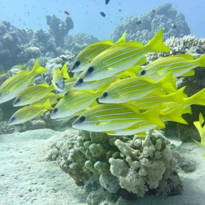 Faune marine observée à Gamul Kebir, plongée en Mer Rouge avec Birds of Paradise.