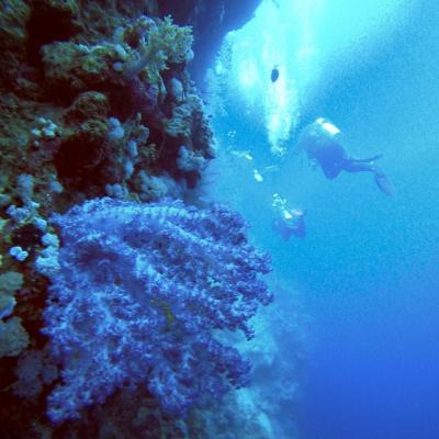 Cours Advanced padi en mer rouge Egypte avec Birds of Paradise