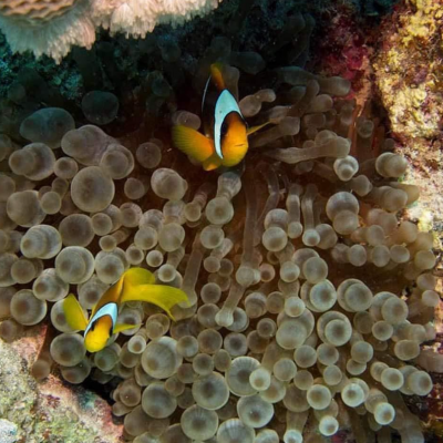 Faune marine autour de l’épave Salem Express, plongée en Égypte avec Birds of Paradise.