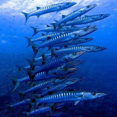 Plongée à Panorama Reef à Safaga en Mer Rouge, Égypte avec Birds of Paradise.