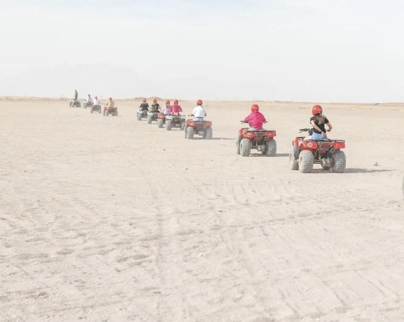 Découvrez les épices égyptiennes authentiques avec Birds of Paradise : une explosion de saveurs pour vos sens
