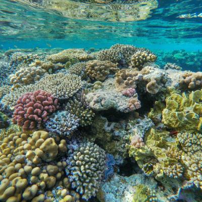 Récif corallien coloré à Middle Reef, site de plongée en Égypte avec Birds of Paradise.