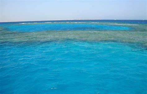 Site de plongée Gamul Kebir en Mer Rouge, Égypte avec Birds of Paradise.