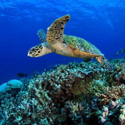 Faune marine à Panorama Reef, site de plongée à Safaga en Égypte avec Birds of Paradise.