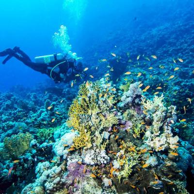 Plongeurs explorant Panorama Reef en Mer Rouge près de Safaga avec Birds of Paradise