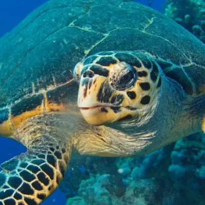 Hurghada turtle